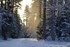 Talv mets AMP Jõul